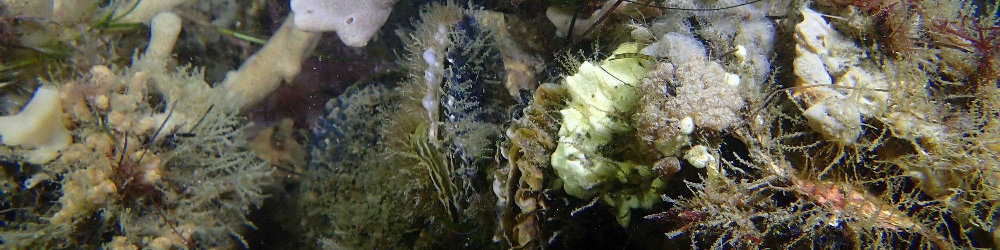Photo of angasi oysters on reef in Corner Inlet