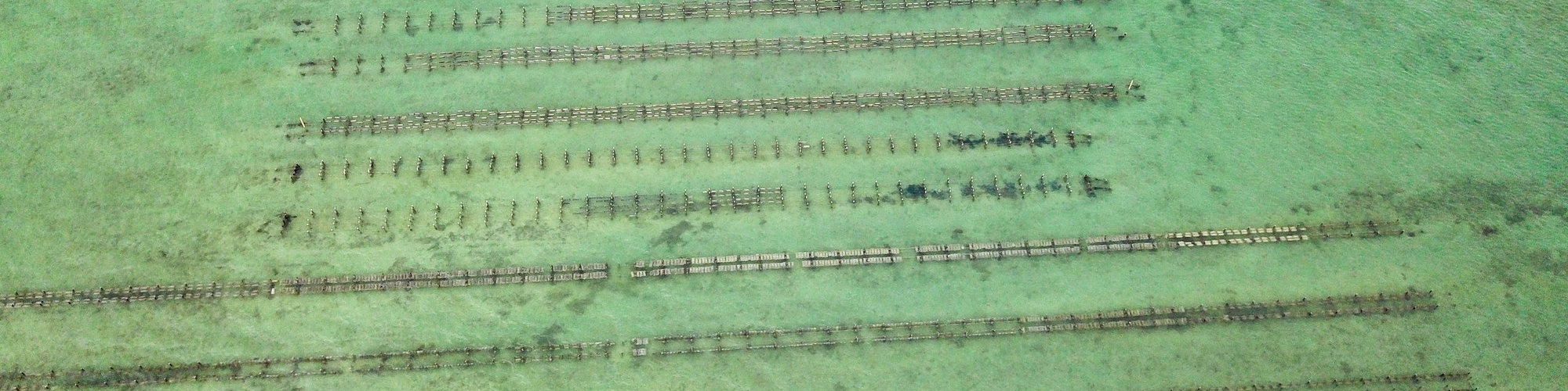 Photo of floating oyster baskets at Coffin Bay